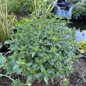 Mint Plants