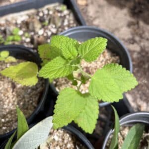 Lemon Balm