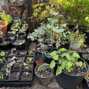 Live Plants