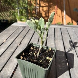 Perennial Kale