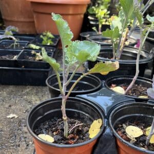 Perennial Tree Collard